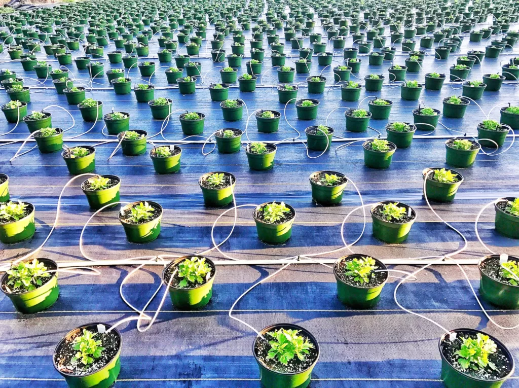 Hydroponics-The Future of Gardening Now!